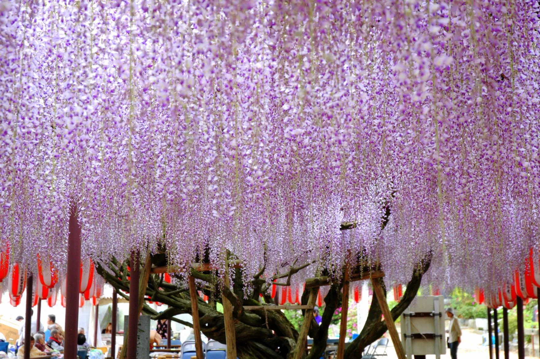 定禅寺の藤