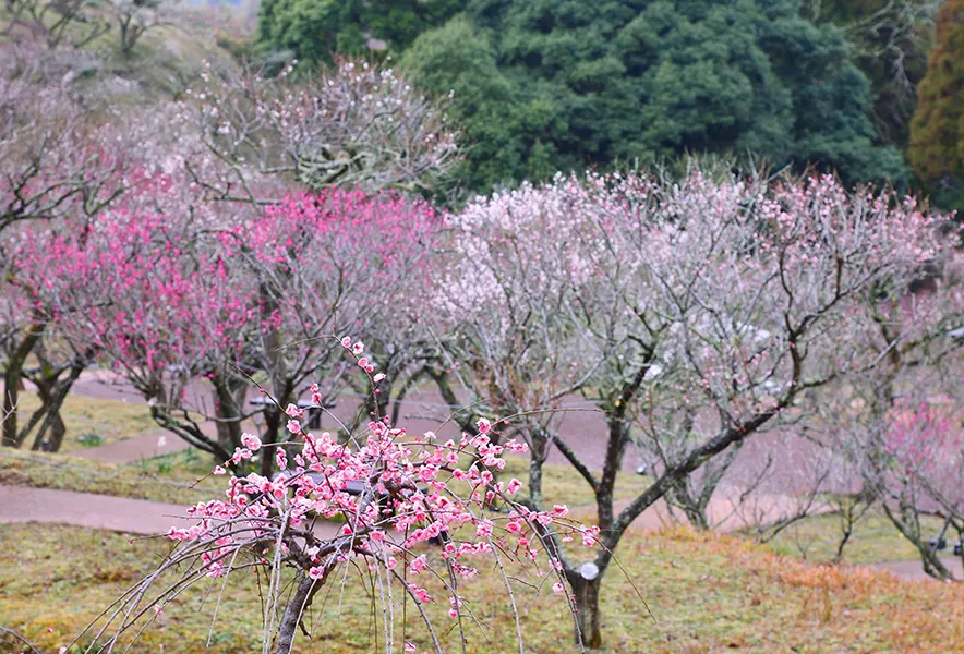 梅林公園